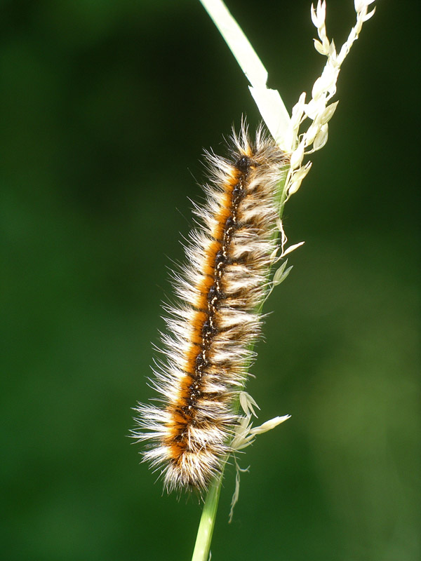 Bruco di Eriogastere catax